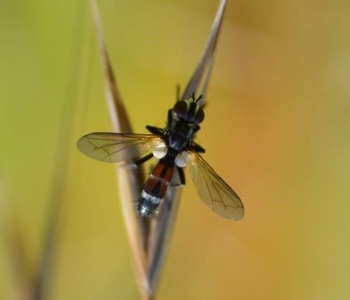 Cylindromyia sp.